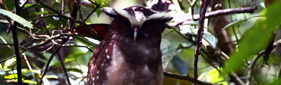 Yasuni National Park -Crested Owl
