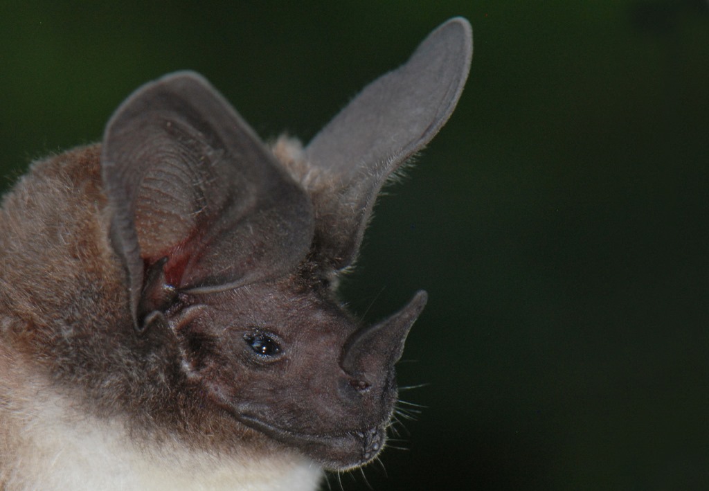 Yasuni National Park Bat 
