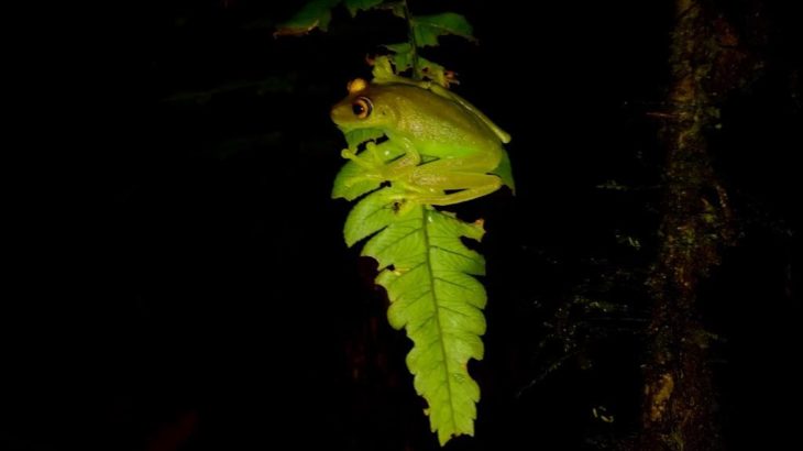 Frogs of the Amazon Rainforest in Ecuador