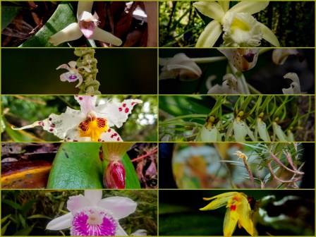 Principal Generas of Orchids found in Ecuador