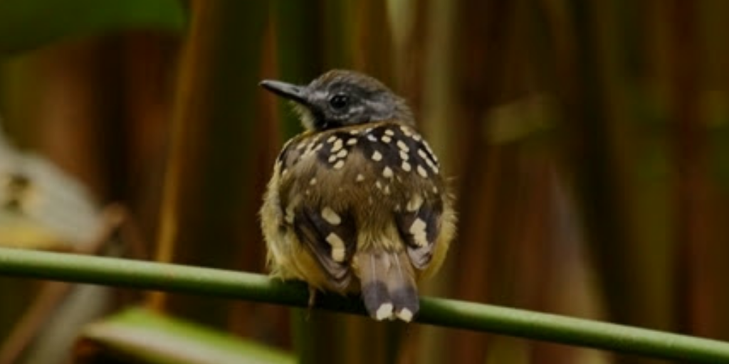 Antbird