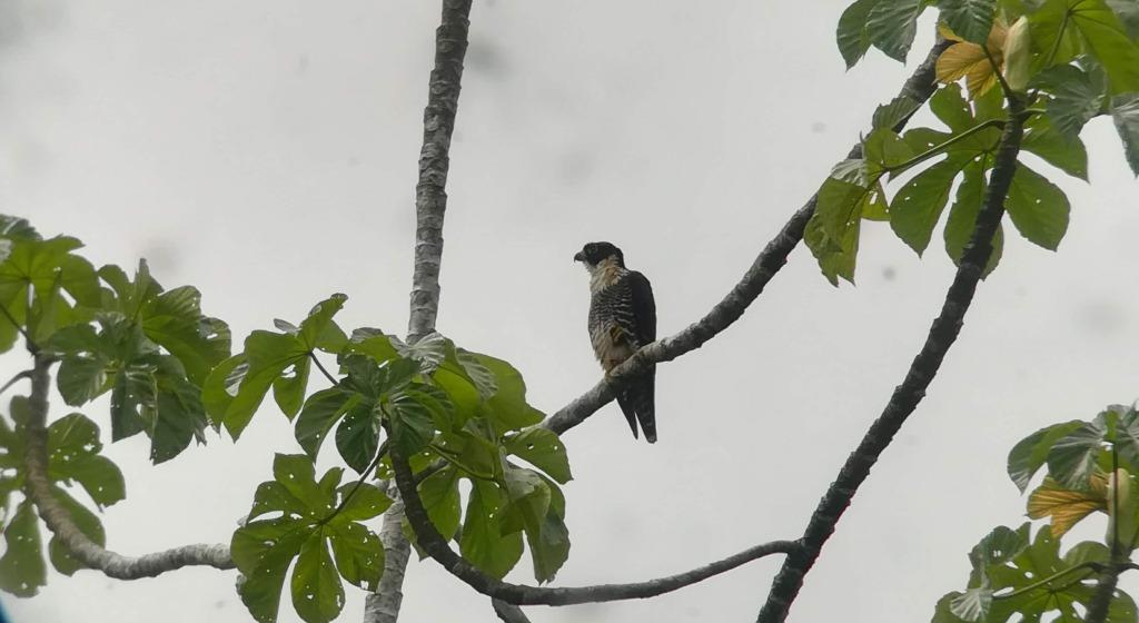 The Napo eBird Field Checklist Best Birdwatching Experience in Ecuador