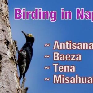 Napo Birding Trip