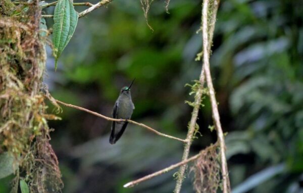 Baeza Birdwatching in Ecuador