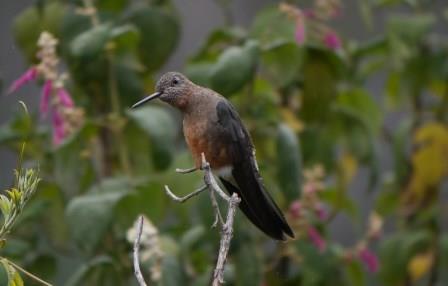 Ecuador Hummingbird Feeder Experience