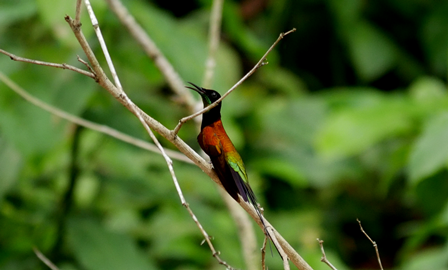 Napo Birding Trip: Ecuador Hummingbird Experience