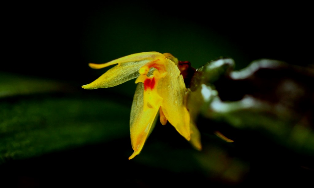 The Orchids of Ecuador