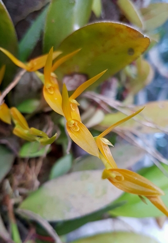 Acianthera Flowers in Ecuador Orchid Trip